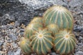 Ball cactus called in Latin parodia magnifica.