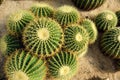 Ball cactus Royalty Free Stock Photo