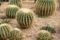 Ball cactus Royalty Free Stock Photo