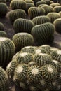 Ball cactus