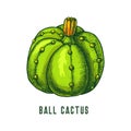 Ball cactus or parodia cacti icon, vector sketch