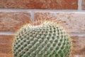 Ball cactus plant in terracotta pot on stone background and copy space Royalty Free Stock Photo