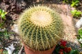Ball cactus in a pot with big thorns Royalty Free Stock Photo