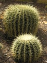 Ball cactuses Royalty Free Stock Photo