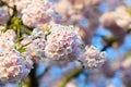 Ball of cherry blossom flowers