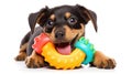 ball dog chew toy Royalty Free Stock Photo