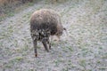 Ball of dried dung hanging on an animal`s tail. Cakildak in Turkish. Back view of an ewe`s tail