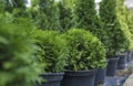 Ball evergreen coniferous thuja. Plant shop. Thuja farm