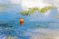 Ball floating in a pond in a dogpark