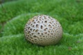 Ball fungi mushroom on moss