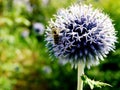 Ball-headed leek with bee