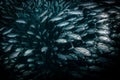 A ball of jacks on the reef at Tulamben, Bali Royalty Free Stock Photo