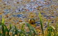 Ball in the lake with autumn foliage