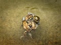 Ball of mating toads Royalty Free Stock Photo