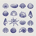 Ball pen sketch sea shells