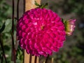 Ball and pompon dahlia \'Kardinal\' blooming with bright pink, perfectly round flowers