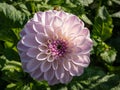 Pompon Dahlia \'Last dance\' with white flower with soft lavender edge to the petals, then blends to a purple