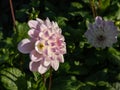 Ball and Pompon Dahlia \'Last dance\' with white flower with soft lavender edge to the petals, then blends to a purple