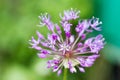 Purple ball of spring flowers