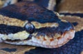 Ball python Royalty Free Stock Photo