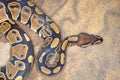 Ball Python Royalty Free Stock Photo