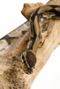 Ball Python Royalty Free Stock Photo