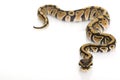 Ball Python Royalty Free Stock Photo