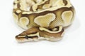 Ball Python Butter Snake on table Royalty Free Stock Photo