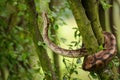 Ball python climbing on tree. Royal python. Strong snake. Royalty Free Stock Photo