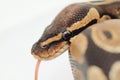 Ball Python close up Royalty Free Stock Photo