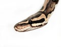 Ball Python close up Royalty Free Stock Photo