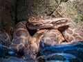 Ball Python close up Python Regius Royalty Free Stock Photo