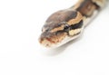 Ball Python close up Royalty Free Stock Photo