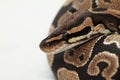 Ball Python close up Royalty Free Stock Photo