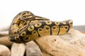 Ball Python, Coiled Royalty Free Stock Photo