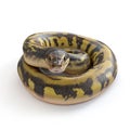 Stunning Coiled Yellow Anaconda Snake, Close-up View on White Background