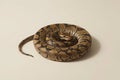 Ball Python Coiled on Light Beige Background Royalty Free Stock Photo