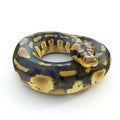 Stunning Ball Python Snake Coiled in a Circle, Isolated on White Background