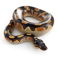 Stunning Ball Python Snake in a Circle, Isolated on White