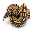 Ball python curled up on white background showing its tongue Royalty Free Stock Photo