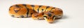 Colorful ball python resting on a white surface, showcasing intricate patterns and vibrant colors under soft lighting Royalty Free Stock Photo