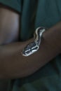 Ball python on dark skin arm close up. Royalty Free Stock Photo