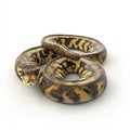 Beautiful Yellow Belly Python Snake Coiled on White Background