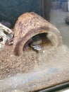 Ball python in enclosure Royalty Free Stock Photo