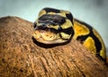 Ball python head looking directly at camera Royalty Free Stock Photo