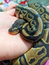 Ball python in hand