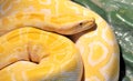 Ball python ( molurus bivittatus ) Royalty Free Stock Photo