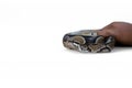 The Ball Python (Python regius) also called the Royal Python Royalty Free Stock Photo