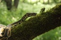 The ball python Python regius, also called the royal python, on the old branche Royalty Free Stock Photo