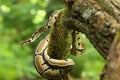 The ball python Python regius, also called the royal python, on the old branche Royalty Free Stock Photo